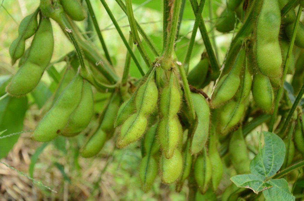 大豆収穫喜び