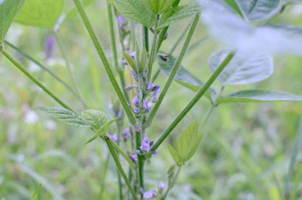 大豆の花