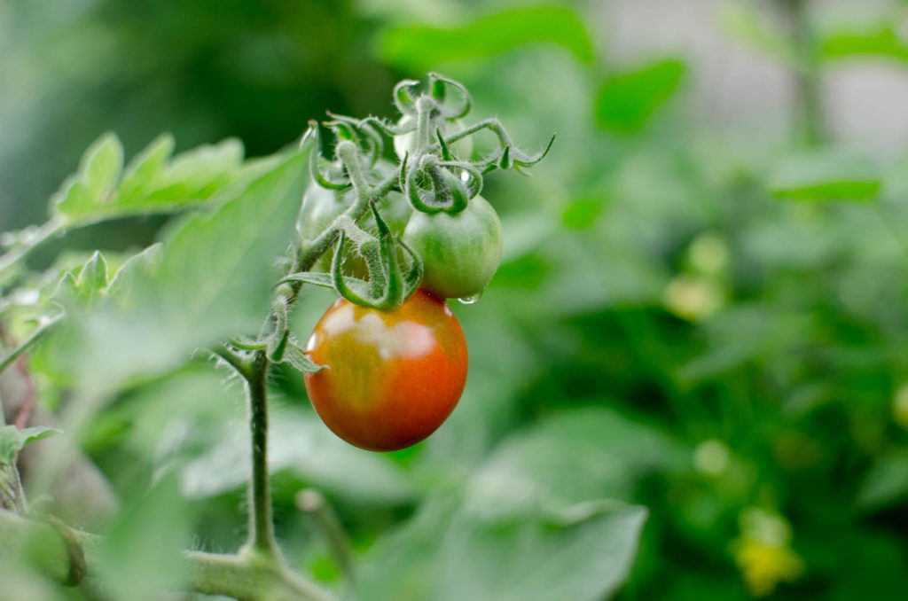 自家採種のトマト