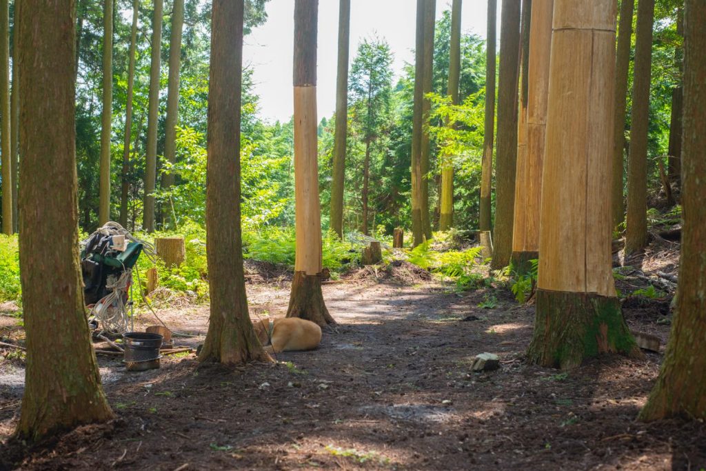 福岡県朝倉郡東峰村の巻枯らしにより好転する人工林の事例