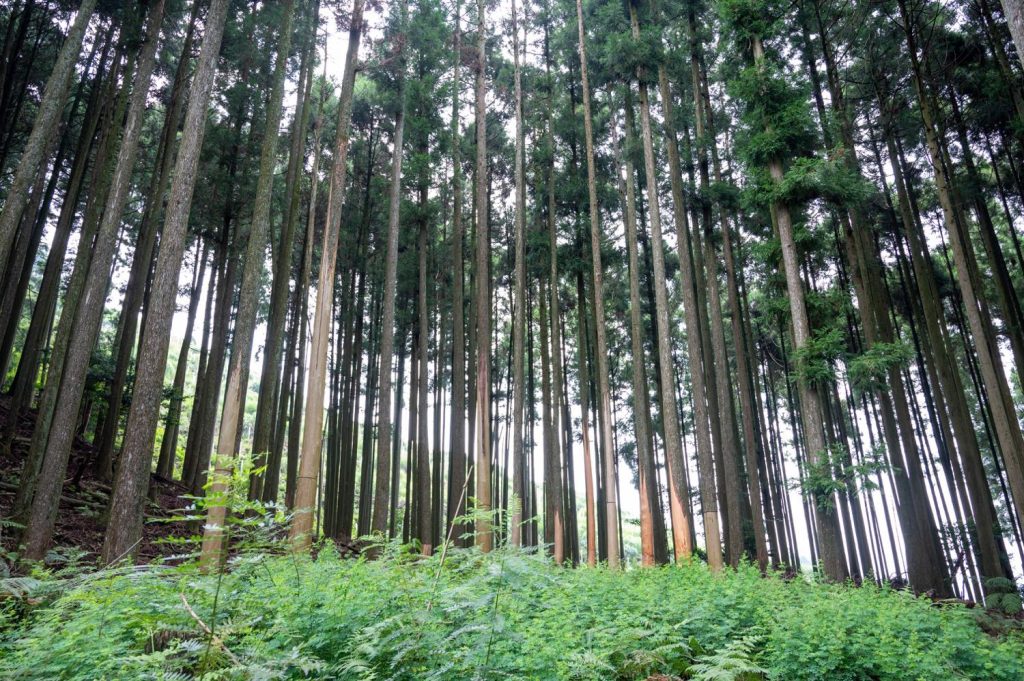 福岡県朝倉郡東峰村の巻枯らしにより好転する人工林の事例